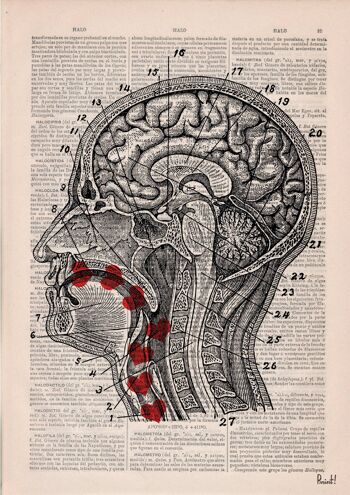 Cadeau pour elle Cadeau de Noël Cadeau de médecin Livre de page de dictionnaire recyclé Art Doux goût de mon amour de bébé – Coupe transversale de la tête humaine SKA041 – A3 Blanc 11,7 x 16,5 (sans cintre) 3