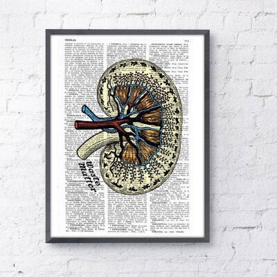 Gift for her Wall art print Dictionary Page Anatomy Kidney Print on Vintage altered art dictionary page illustration book print art SKA042 - A4 White 8.2x11.6 (No Hanger)