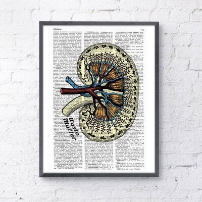 Geschenk für sie Wandkunstdruck Wörterbuchseite Anatomie Niere Druck auf Vintage veränderte Kunst Wörterbuchseite Illustration Buchdruckkunst SKA042 – A4 Weiß 8,2 x 11,6