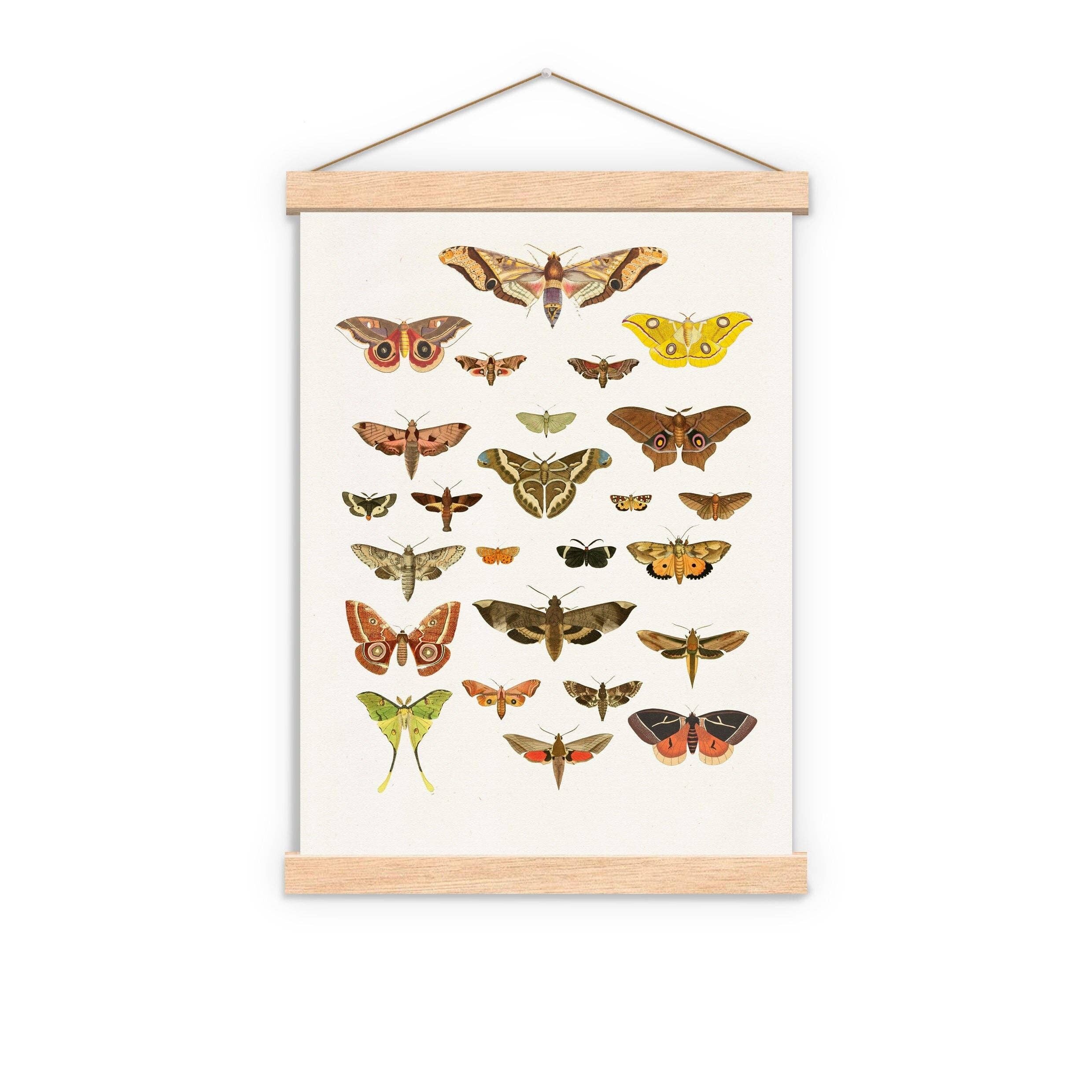 Regalo per lei, Moth Art Print - Butterfly Wall Art - Moth Nature Wall Art - Stampa educativa - Moth Wall Print - Moth Study - BFL229PA3 (No Hanger)