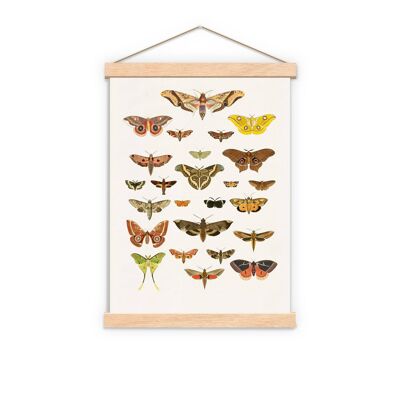 Regalo per lei, Moth Art Print - Butterfly Wall Art - Moth Nature Wall Art - Stampa educativa - Moth Wall Print - Moth Study - BFL229PA3 (No Hanger)