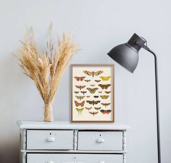 Cadeau pour elle, Moth Art Print - Butterfly Wall Art - Moth Nature Wall Art - Educational Print - Moth Wall Print - Moth Study - BFL229PA3 (No Hanger) 2