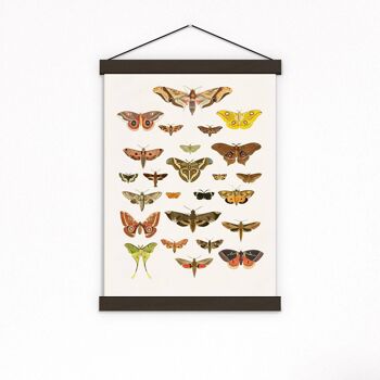 Cadeau pour elle, Moth Art Print - Butterfly Wall Art - Moth Nature Wall Art - Educational Print - Moth Wall Print - Moth Study - BFL229PA3 (No Hanger) 3