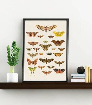 Cadeau pour elle, Moth Art Print - Butterfly Wall Art - Moth Nature Wall Art - Educational Print - Moth Wall Print - Moth Study - BFL229PA3 (No Hanger) 4