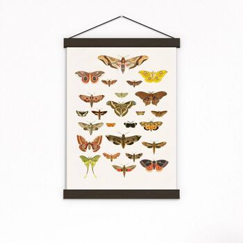 Cadeau pour elle, Moth Art Print - Butterfly Wall Art - Moth Nature Wall Art - Educational Print - Moth Wall Print - Moth Study - BFL229PA3 3