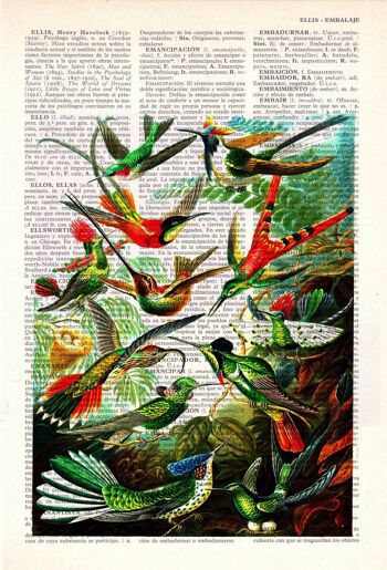 Cadeau, cadeau pour la maison, cadeau pour lui, cadeaux de Noël, colibris, art mural, décoration murale, art cadeau pour la maison, art mural de chambre d'enfant, impressions, ANI110 - Page de livre L 8,1 x 12 (sans cintre) 2