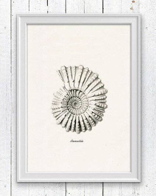 Grey Ammonitida Sea life print - A3 White 11.7x16.5