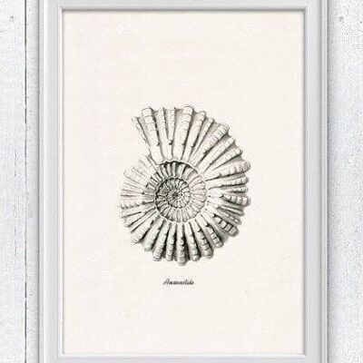 Gray Ammonitida Sea life print - A3 White 11.7x16.5