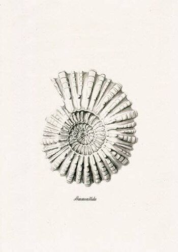Imprimé vie marine Ammonitida gris - A3 Blanc 11.7x16.5 2