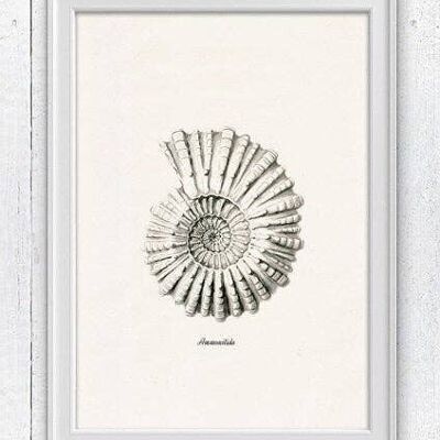 Gray Ammonitida Sea life print - A4 White 8.2x11.6 (No Hanger)