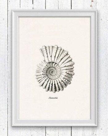 Imprimé vie marine Ammonitida gris - A4 Blanc 8.2x11.6 1