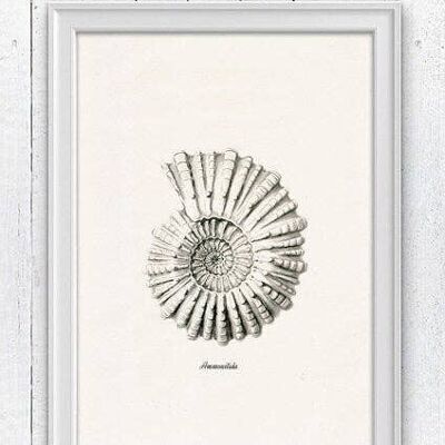 Grey Ammonitida Sea life print - White 8x10 (No Hanger)