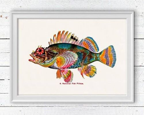 Hawaiian Fish(Pilikoa) Print - A3 White 11.7x16.5 (No Hanger)