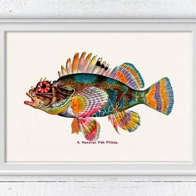 Stampa di pesce hawaiano (Pilikoa) - A4 bianco 8,2 x 11,6