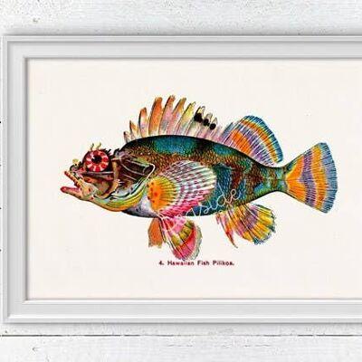 Hawaiian Fish(Pilikoa) Print - A5 White 5.8x8.2 (No Hanger)