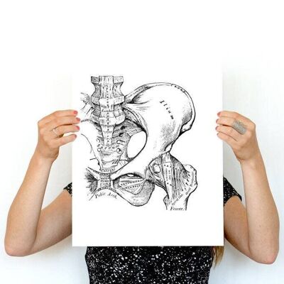 Hip art print, Human bones Pelvis detail, Anatomical art print, therapy wall art, Doctor gift, Office wall art, Anatomical art, SKA025WA4 - A4 White 8.2x11.6 (No Hanger)