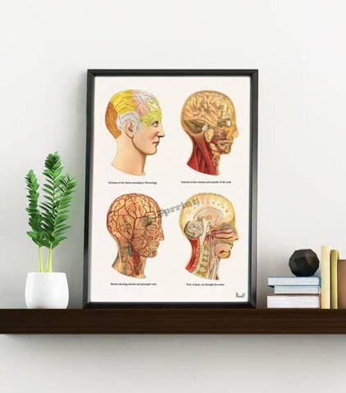 Home gift, Boyfriend Christmas Gift, Christmas Svg, Gift for her Christmas Gift Wall art print Anatomical Human Heads wall decor SKA200WA4 - A4 White 8.2x11.6 (No Hanger)