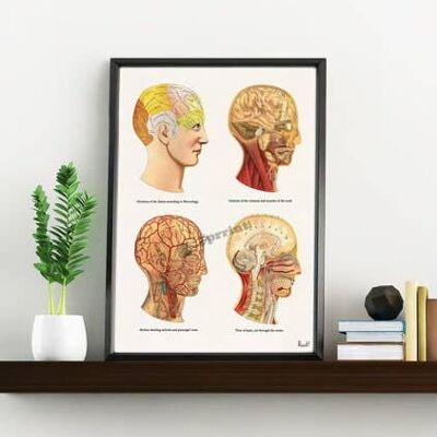 Cadeau pour la maison, cadeau de Noël petit ami, Svg de Noël, cadeau pour son cadeau de Noël Impression d'art mural Anatomical Human Heads wall decor SKA200WA4 - A3 White 11.7x16.5 (No Hanger)