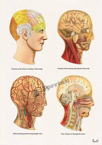 Cadeau pour la maison, cadeau de Noël petit ami, Svg de Noël, cadeau pour son cadeau de Noël Impression d'art mural Anatomical Human Heads wall decor SKA200WA4 - A3 White 11.7x16.5 (No Hanger) 4