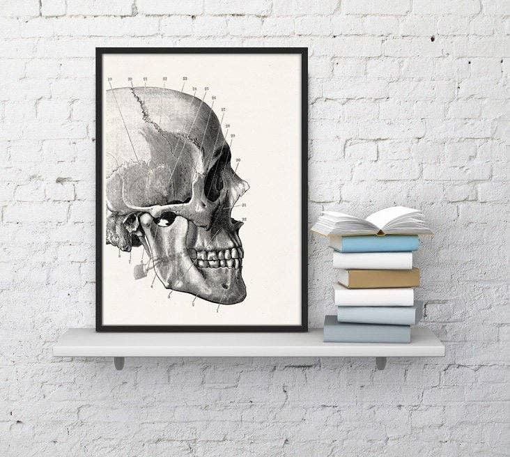 Regalo per la casa, regalo di NataleWall arte stampa teschio umano dettaglio, arte di anatomia, decorazione di arte della parete, anatomia, regalo medico, regalo per il medico SKA012WA4 - bianco 8 x 10