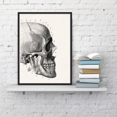 Regalo per la casa, regalo di NataleWall arte stampa teschio umano dettaglio, arte di anatomia, decorazione di arte della parete, anatomia, regalo medico, regalo per il medico SKA012WA4 - A3 bianco 11,7 x 16,5