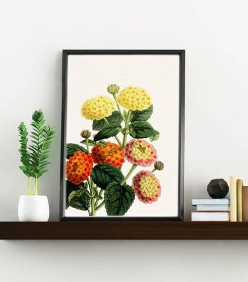 Housewarming gift, Xmas gift, Gift for her, Christmas Gifts for mom, Wall art print, Lantanas Flower art, Botanical Wall Art - BFL110WA4 - A4 White 8.2x11.6