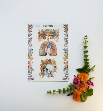 Grande feuille d'autocollants Anatomie et fleurs - Papier 3