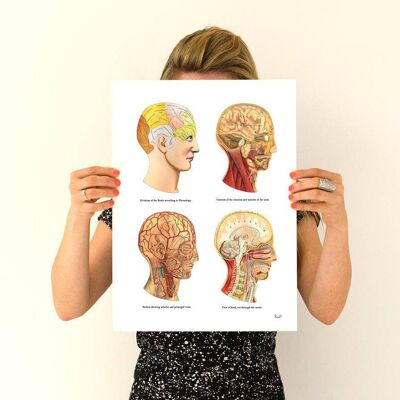 Menschlicher Kopf Teile medizinische Kunst – A5 weiß 5,8 x 8,2 (ohne Aufhänger)