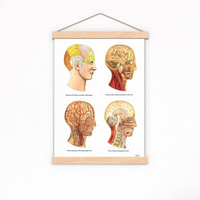 Menschlicher Kopf Teile medizinische Kunst – A4 weiß 8,2 x 11,6 (ohne Aufhänger)