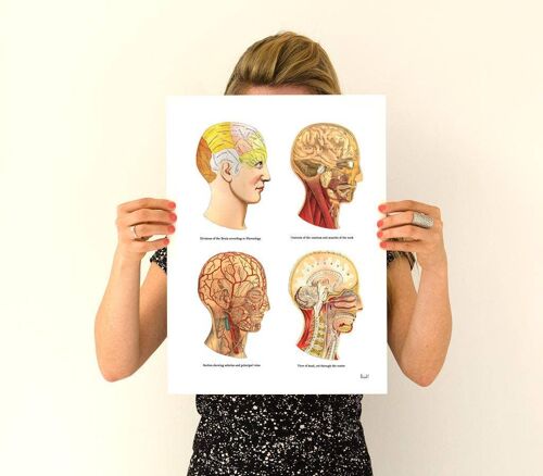 Human Head parts medical art - White 8x10 (No Hanger)
