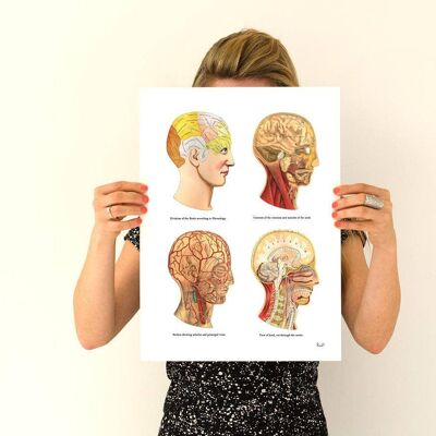 Human Head parts medical art - A3 White 11.7x16.5 (No Hanger)