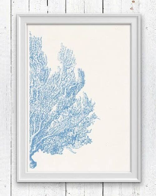 Light blue Sea fan coral no4 - White 8x10