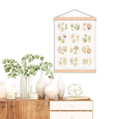 Microscopio serie Dinoflagellata Collezione Stampa - A5 Bianco 5,8x8,2 (No Hanger)