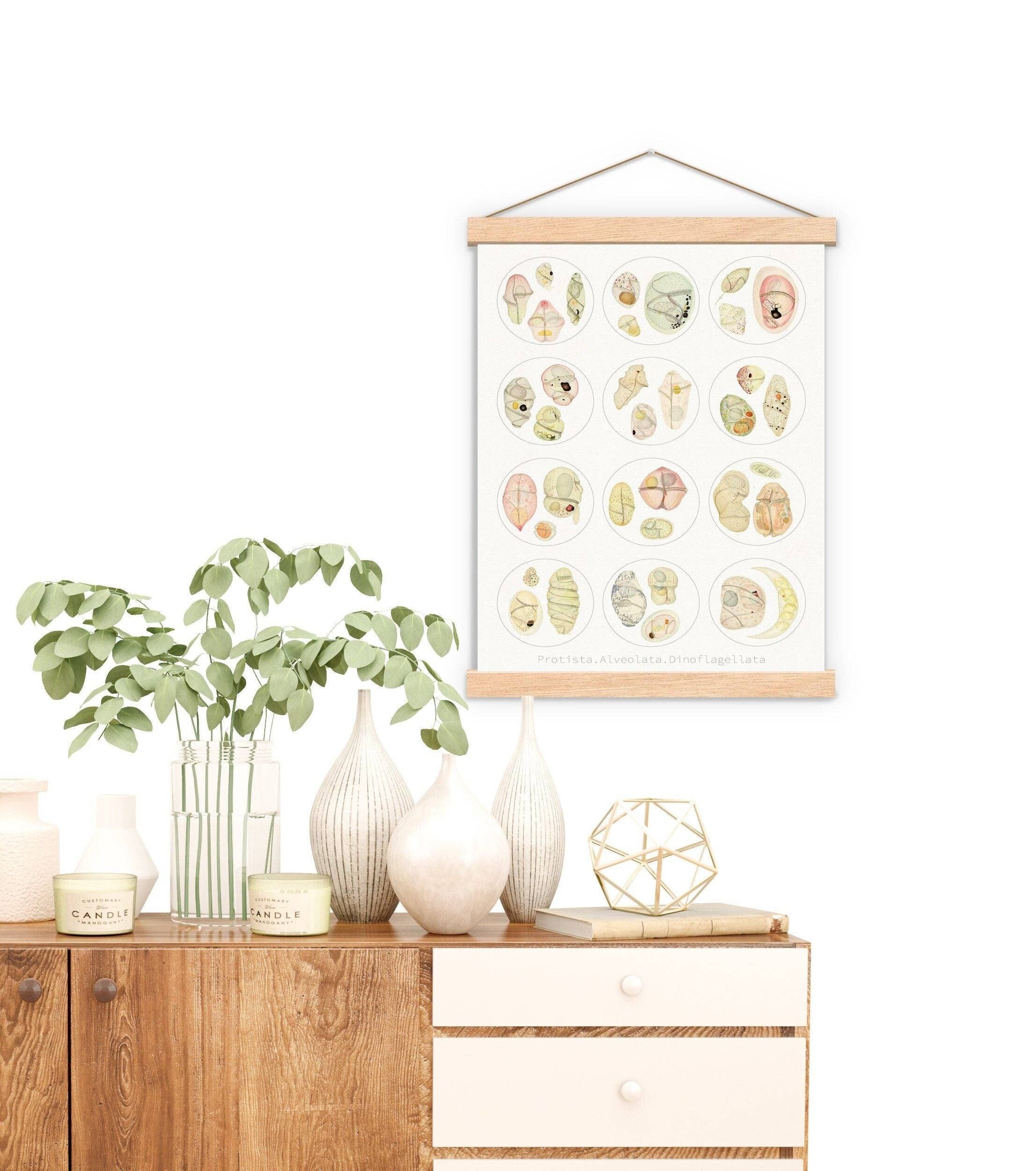 Mikroskop-Serie Dinoflagellata Collection Print – Weiß 8 x 10