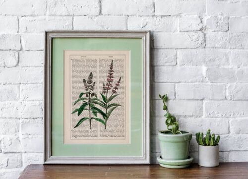 Mint Aromatic plant Wild Flower Art - Book Page L 8.1x12 (No Hanger)