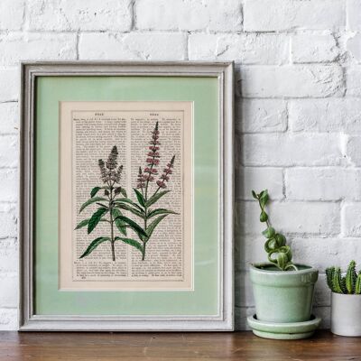 Mint Aromatic plant Wild Flower Art - Book Page M 6.4x9.6 (No Hanger)