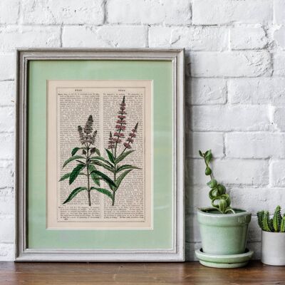 Mint Aromatic plant Wild Flower Art - Book Page S 5x7 (No Hanger)