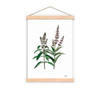 Menthe Aromatique Plante Wild Flower Art - A4 Blanc 8.2x11.6 (Sans Cintre) 2