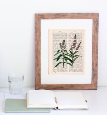 Menthe Plante Aromatique Wild Flower Art - A4 Blanc 8.2x11.6 3