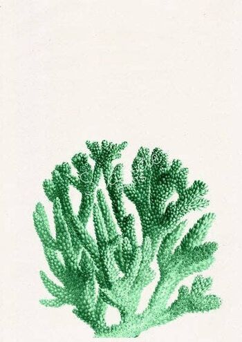 Imprimé vie marine corail menthe - A4 Blanc 8.2x11.6 2