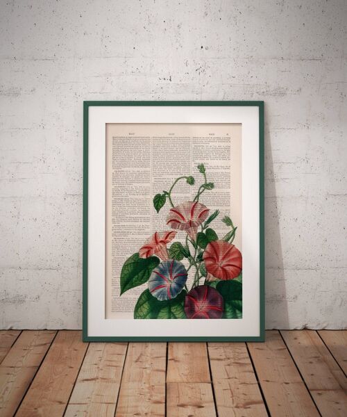 Morning Glory wild flowers - Book Page L 8.1x12 (No Hanger)