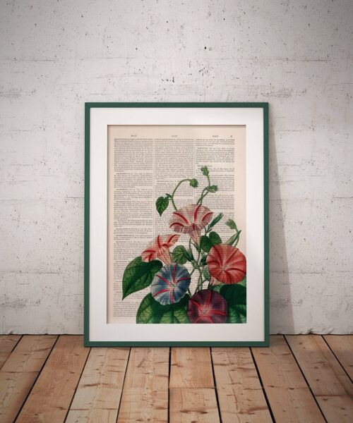 Morning Glory wild flowers - Book Page M 6.4x9.6 (No Hanger)