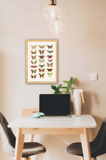 Affiches de papillons de nuit et papillons - A3 Blanc 11,7x16,5 3