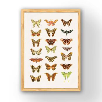 Affiches de papillons de nuit et papillons - A3 Blanc 11,7x16,5 4