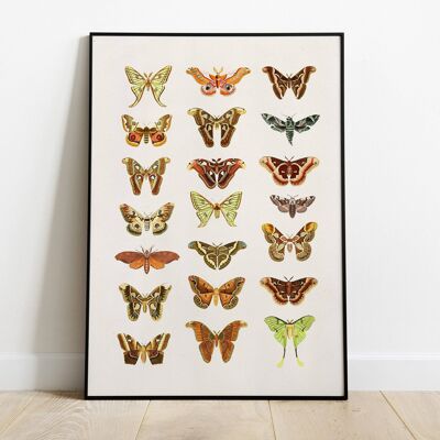 Impressions de papillons de nuit et papillons - A4 blanc 8,2 x 11,6 (sans cintre)