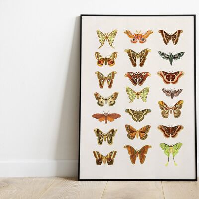 Moth and Butterflies Prints - A4 White 8.2x11.6 (No Hanger)