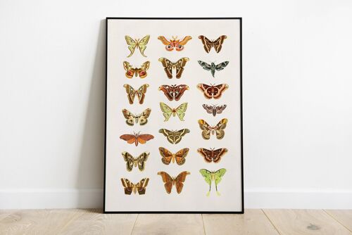 Moth and Butterflies Prints - White 8x10 (No Hanger)