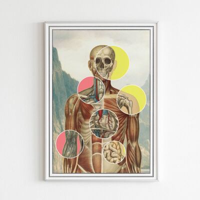 Muskeln und Organe Anatomie Kunst (ohne Aufhänger)