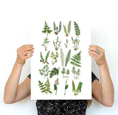 Natural Study of Ferns - A5 White 5.8x8.2 (No Hanger)