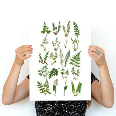 Natural Study of Ferns - White 8x10 (No Hanger)